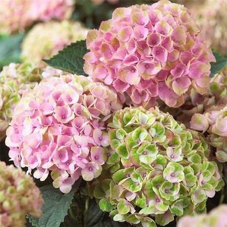 Гортензия крупнолистная Magical Revolution Rose (контейнер Р9)