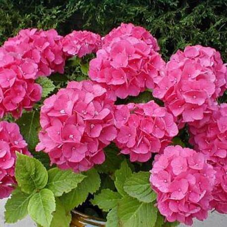 Гортензия крупнолистная Pretty Pink (контейнер Р9)