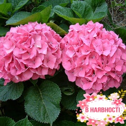 Гортензия крупнолистная Pretty Pink (контейнер Р9)
