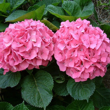 Гортензия крупнолистная Pretty Pink (контейнер Р9)