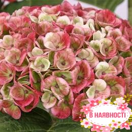 Гортензия крупнолистная Pink Sensation (контейнер Р9)