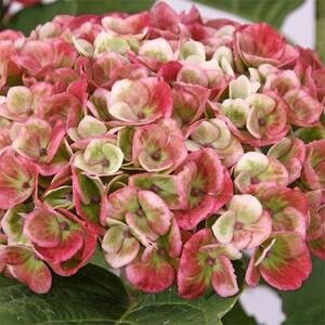 Гортензия крупнолистная Pink Sensation (контейнер Р9)