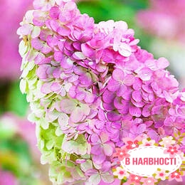 Гортензия метельчатая Vanille Fraise (контейнер Р9)