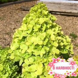 Гортензия метельчатая Mojito (контейнер Р9)