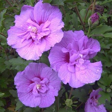 Гибискус сирийский Lavender Chiffon (контейнер Р9)