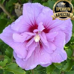 Гибискус сирийский Lavender Chiffon (контейнер Р9)