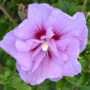 Гибискус сирийский Lavender Chiffon (контейнер Р9)
