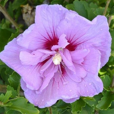Гибискус сирийский Lavender Chiffon (контейнер Р9)