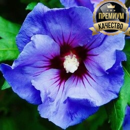 Гибискус сирийский Oiseau Bleu (контейнер Р9)