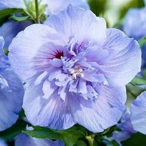 Гибискус сирийский Blue Chiffon (контейнер Р9)