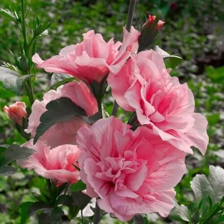 Гибискус сирийский Pink Chiffon (контейнер Р9)