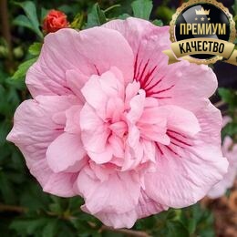 Гибискус сирийский Pink Chiffon (контейнер Р9)
