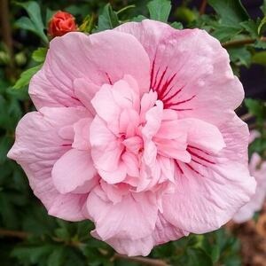 Гибискус сирийский Pink Chiffon (контейнер Р9)