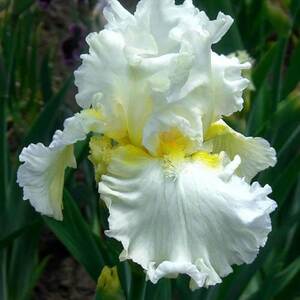 Ірис німецький Devonshire Cream Ірис німецький Devonshire Cream