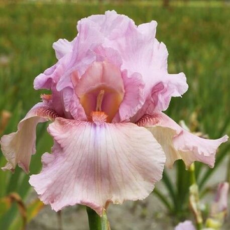 Ірис німецький Blushing Pink