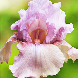 Ірис німецький Blushing Pink Ірис німецький Blushing Pink