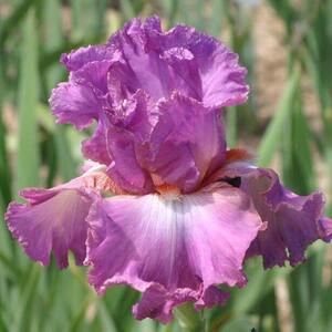 Ірис німецький Mallow Dramatic Ірис німецький Mallow Dramatic