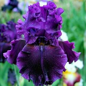 Ірис німецький Dream Express Ірис німецький Dream Express