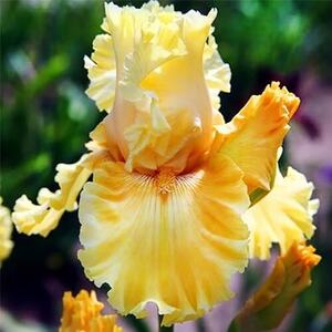 Ірис німецький Tuscan Villa