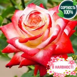 Роза Imperatrice Farah 