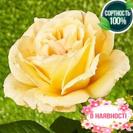 Роза Casanova 