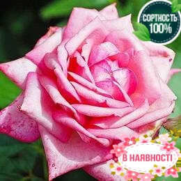 Роза Wedding Bells 