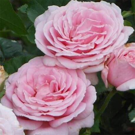 Роза Frederic Mistral (ЗКС)