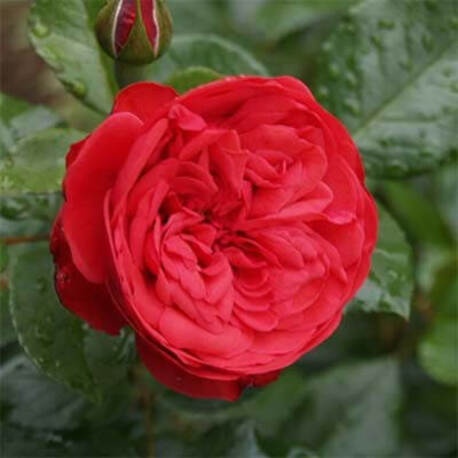 Роза Piano (ЗКС)