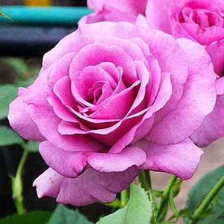 Роза Violette Parfume (ЗКС)