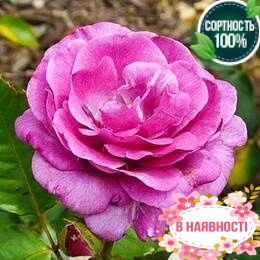 Роза Violette Parfume 