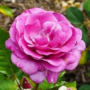 Роза Violette Parfume 