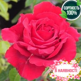 Роза Carris 