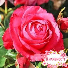 Роза Cherry Lady 
