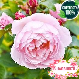 Роза Generous Gardener 