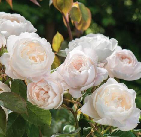 Роза Desdemona