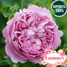 Роза Charles Rennie Mackintosh 