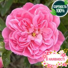 Роза Harlow Carr 