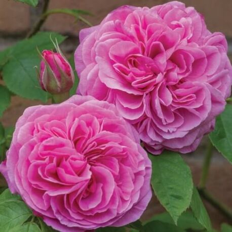 Роза Gertrude Jekyll