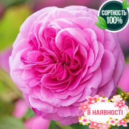 Роза Gertrude Jekyll 