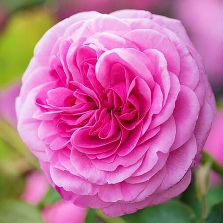 Роза Gertrude Jekyll