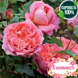Роза Strawberry Hill 