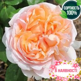 Роза Lady Gardener 