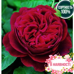 Роза Darcey Bussell 