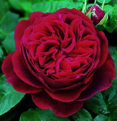 Роза Darcey Bussell