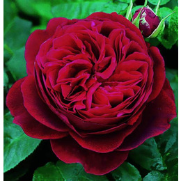 Троянда Darcey Bussell