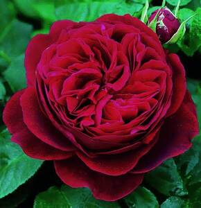 Троянда Darcey Bussell Троянда Darcey Bussell