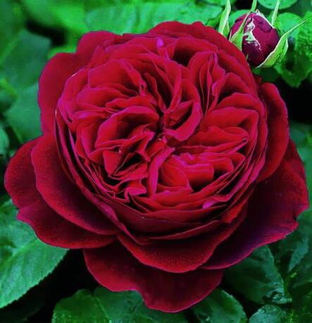 Троянда Darcey Bussell