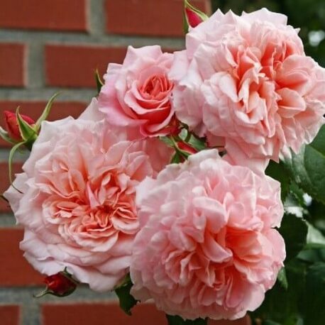 Троянда Rose de Tolbiac (плетиста) (ЗКС)