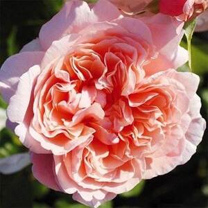 Троянда Rose de Tolbiac (плетиста) (ЗКС) Троянда Rose de Tolbiac (плетиста) (ЗКС)
