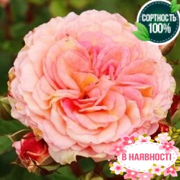 Роза плетистая Amaretto 